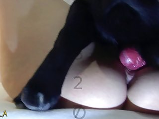 Zoo Porno