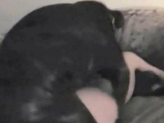 Hond Likt Kutje