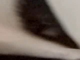 Hond Likt Kutje