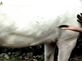 Video Porno Cachorro