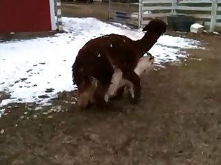 7.lama Fucking Goat
