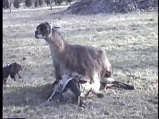 23.llama Fucking Goat