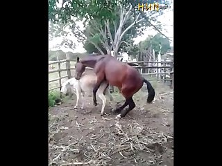 Donkey Fucking Horse - 37.horse Fucking Donkey