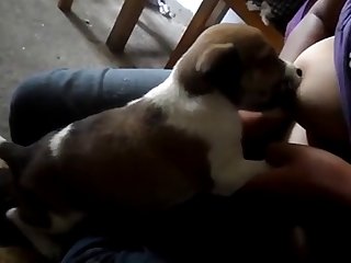 Breastfeeding Puppy Dog
